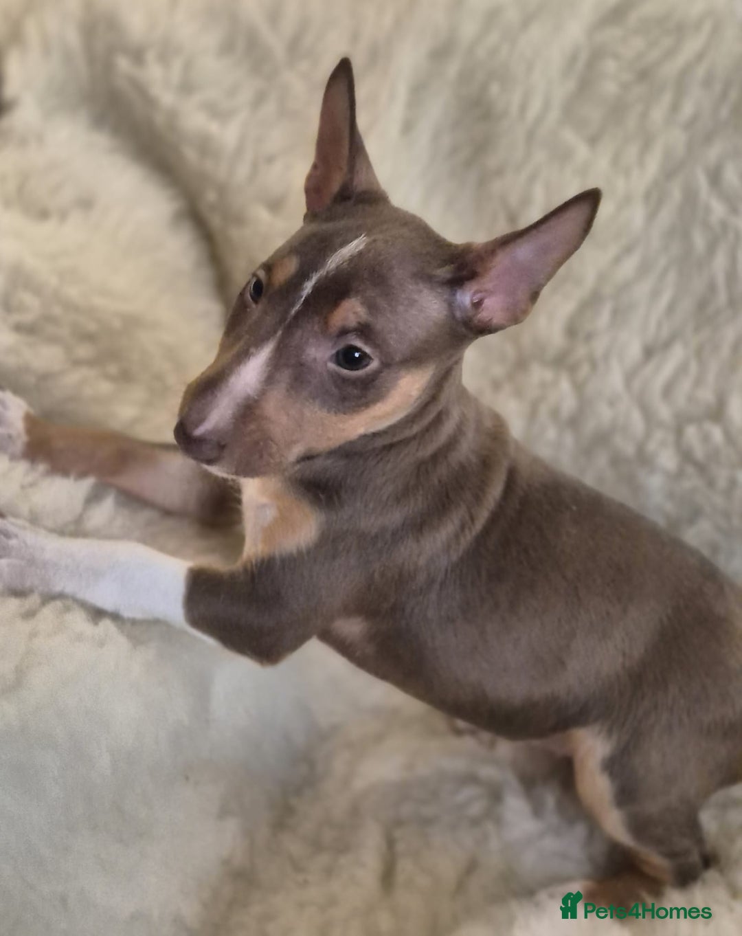 Miniature Bull terrier dogs for sale: 🐾 Exclusive Miniature Bull Terrier Puppies🐾  - Advert 38