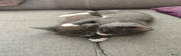 Maine Coon cats for sale: Maine coone cross  - Advert 5