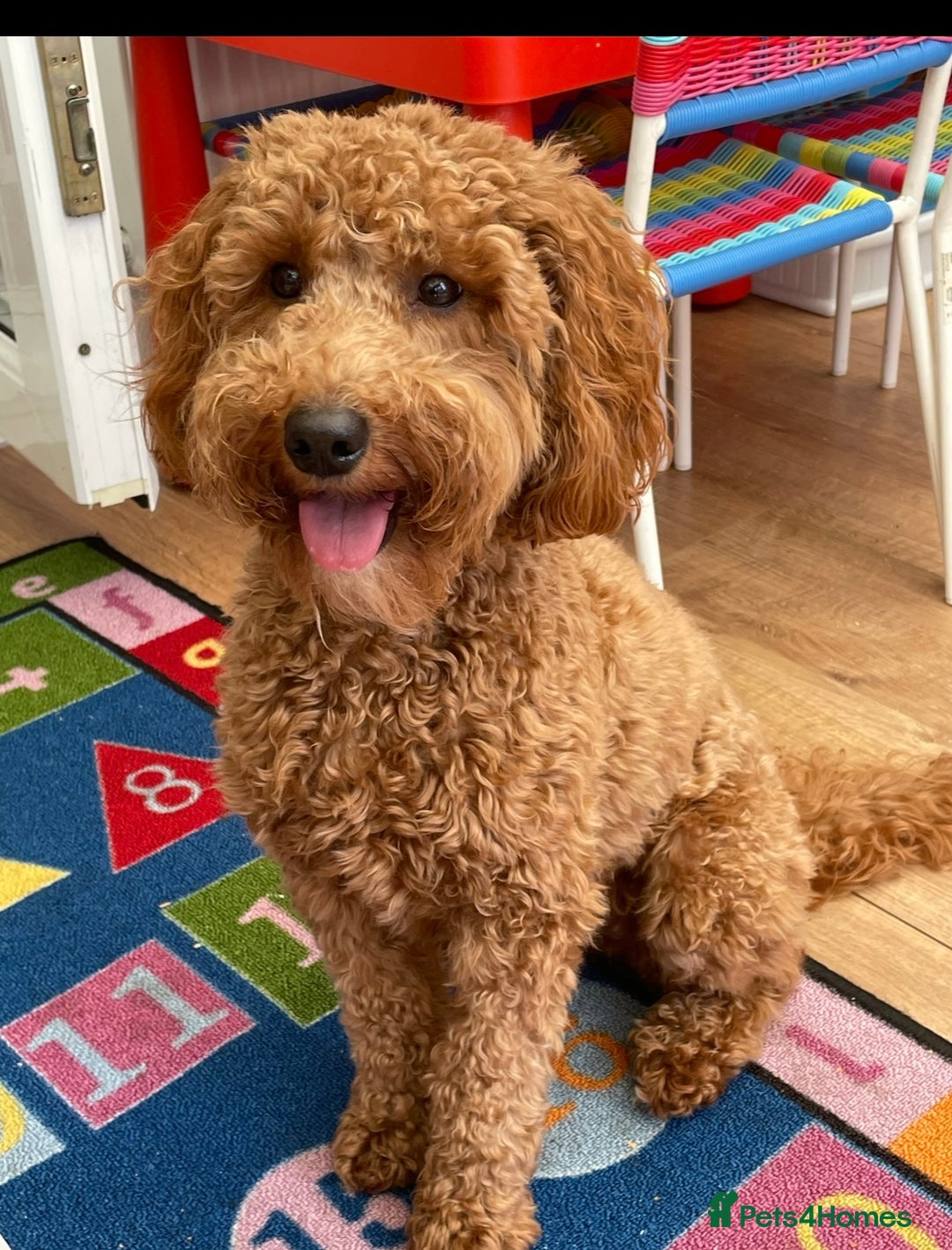 Cockapoo dogs for sale: Cockapoo puppies - Advert 1