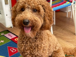 Cockapoo dogs Cockapoo puppies - Advert 1