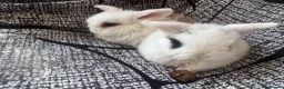 Mixed Breed rabbits for sale: Baby mini lops  - Advert 4