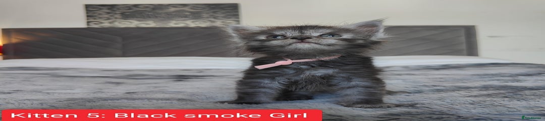 Kitten 5