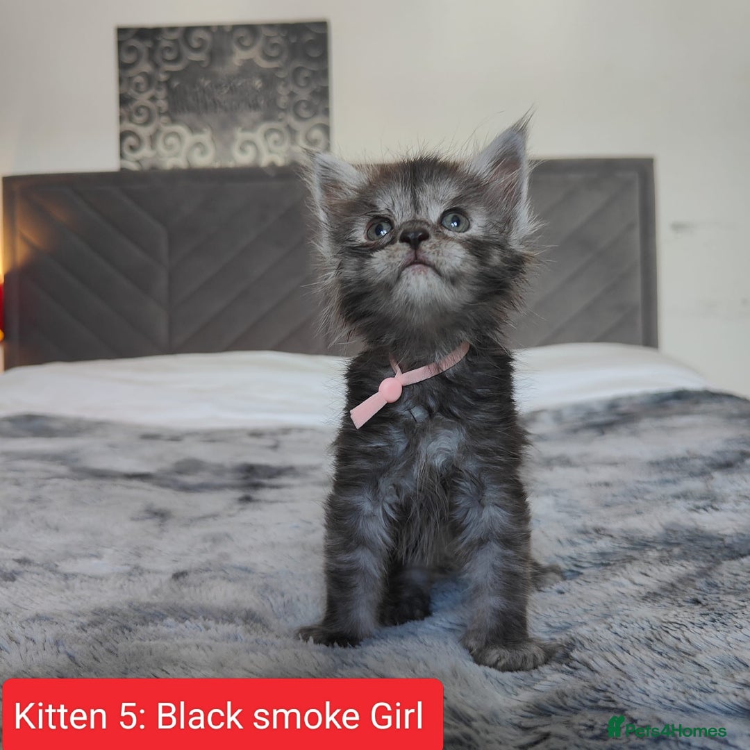 Maine Coon cats for sale: European Maine coon Kittens - Image 14