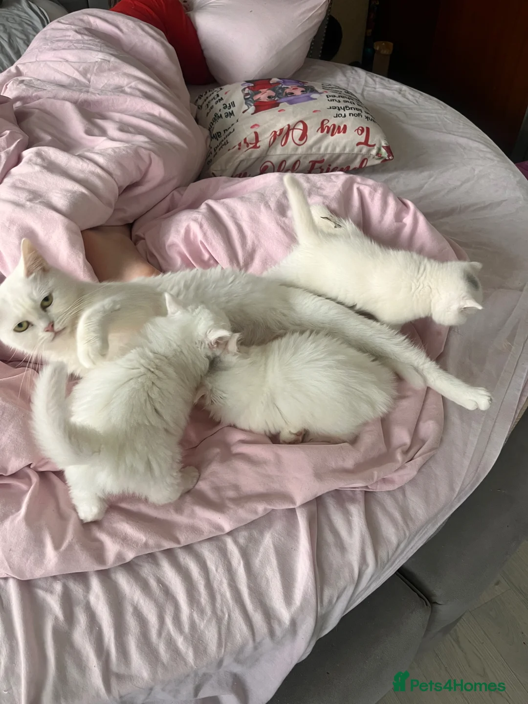 British Shorthair cats for sale: british shorthair cross maincoon  - Advert 1