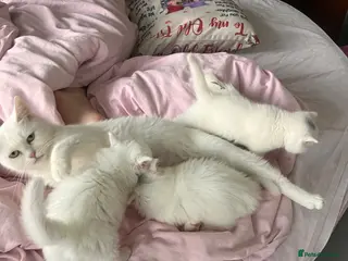 British Shorthair cats british shorthair cross maincoon - Advert 1