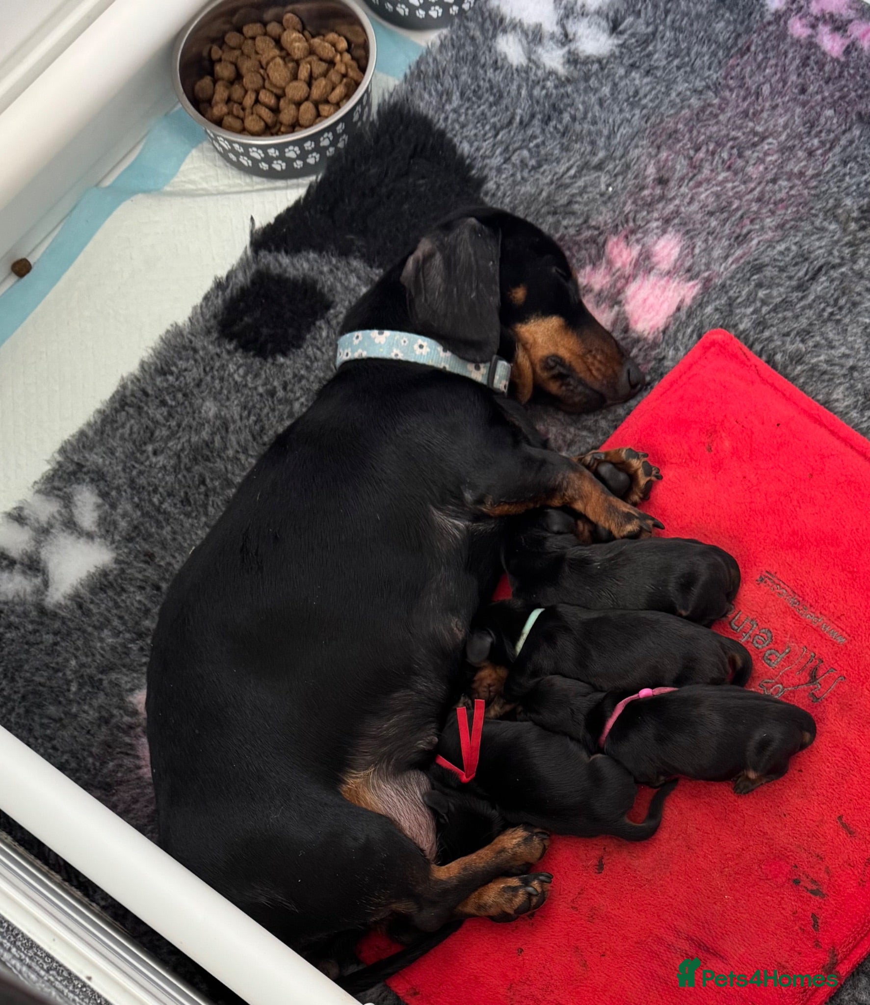 Miniature Dachshund dogs Exceptional Litter of KC Registered Puppies  - Advert 4