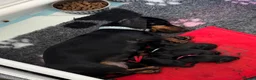 Miniature Dachshund dogs for sale: Exceptional Litter of KC Registered Puppies  - Advert 1
