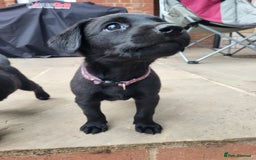 Labrador Retriever dogs for sale: Kc labrador puppies in Much Wenlock - Image 6