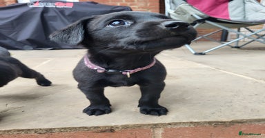 Labrador Retriever dogs in Much Wenlock - Advert 15
