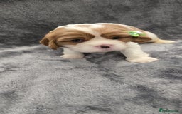 Cavalier King Charles Spaniel dogs for sale: 🐶 KC Cavalier King Charles Spaniel Puppies 🐶 - Image 10