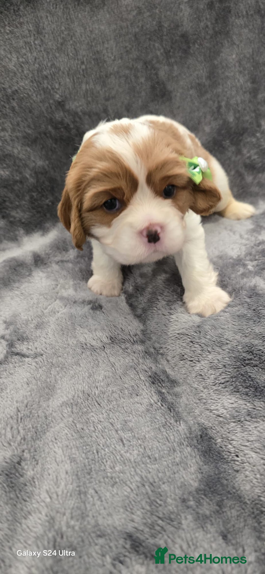 Cavalier King Charles Spaniel dogs for sale: 🐶 KC Cavalier King Charles Spaniel Puppies 🐶 - Image 10