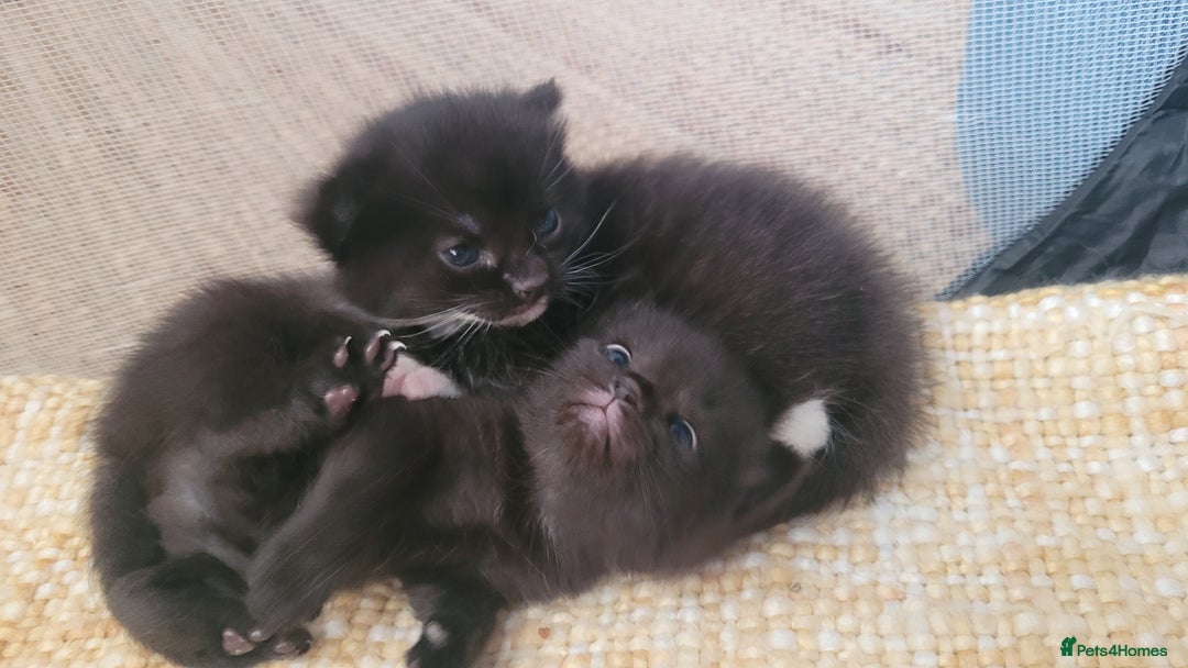 Mixed Breed cats for sale: Mixed maincoons  - Advert 8