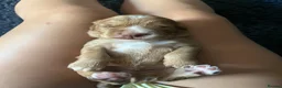 Cocker Spaniel dogs for sale: 🐶Cocker Spanisls🐶 in Oldham - Advert 4