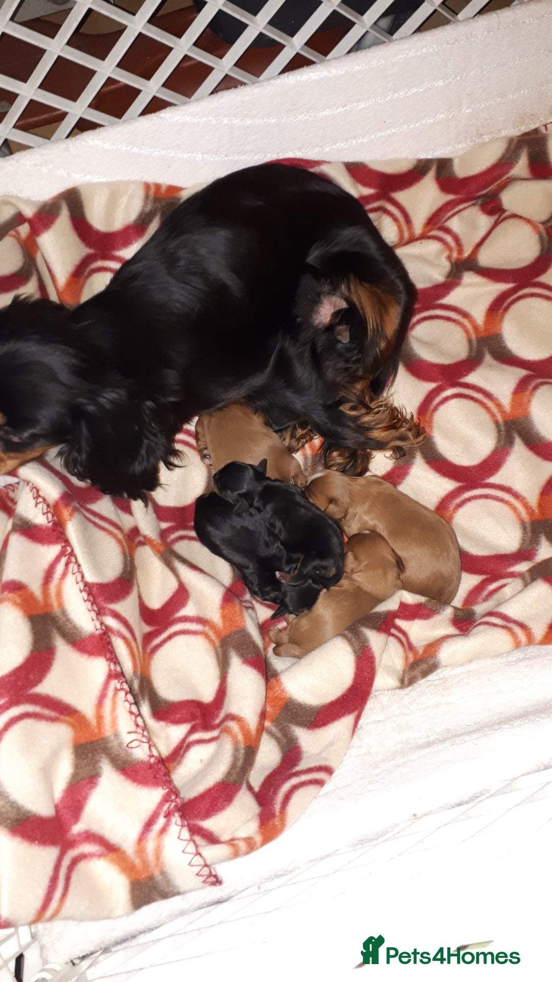Cavalier King Charles Spaniel dogs for stud: PROVEN Heart and eye tested DE/CC/EF cavalier stud in Swansea - Advert 11