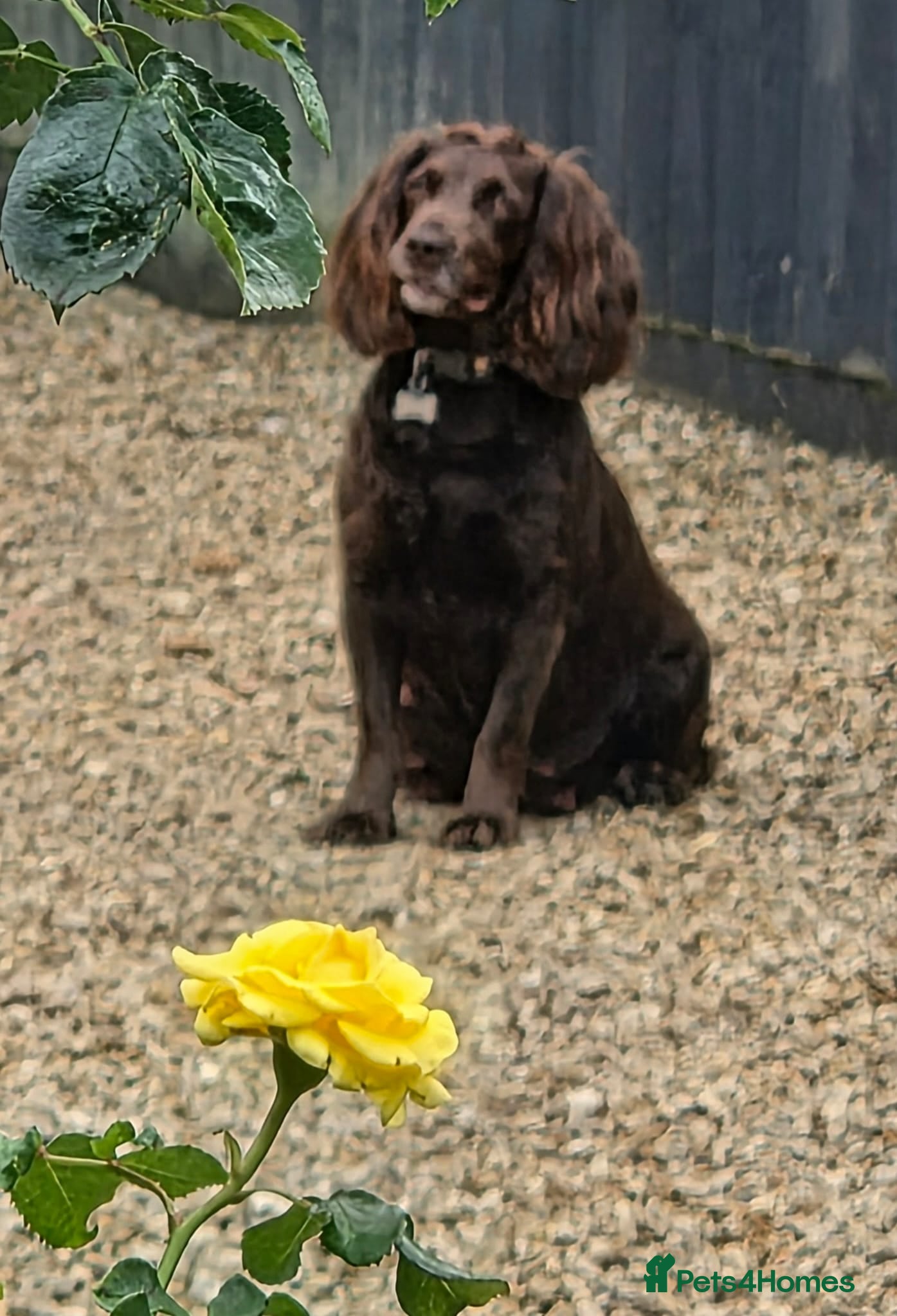 Cocker Spaniel dogs Five dogs and 1 bitch - Advert 12