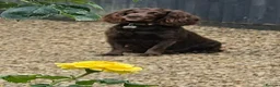 Cocker Spaniel dogs for sale: Five dogs and 1 bitch in Melton Mowbray - Advert 1