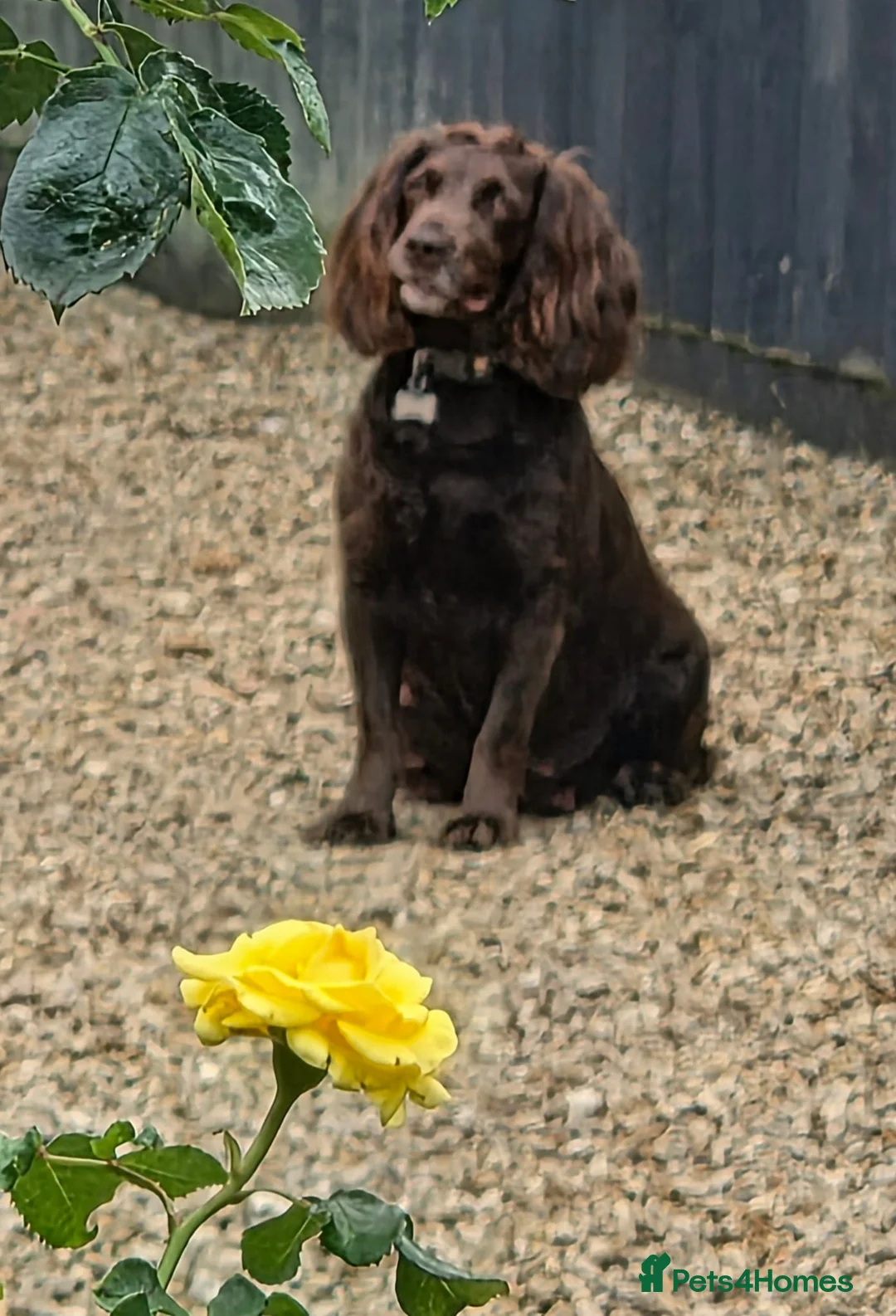 Cocker Spaniel dogs for sale: Five dogs and 1 bitch in Melton Mowbray - Advert 1