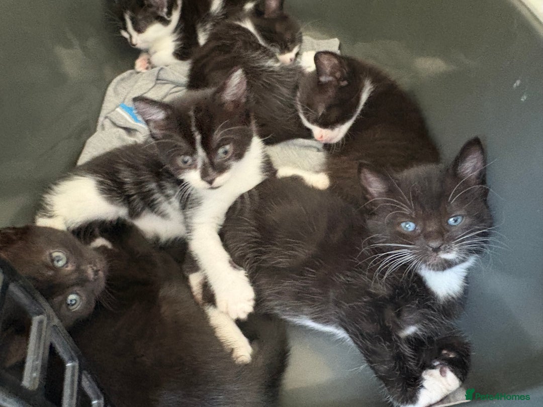 Turkish Van cats for sale: Black and white kittens last boy left  - Image 2