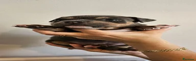Purple collar female 
