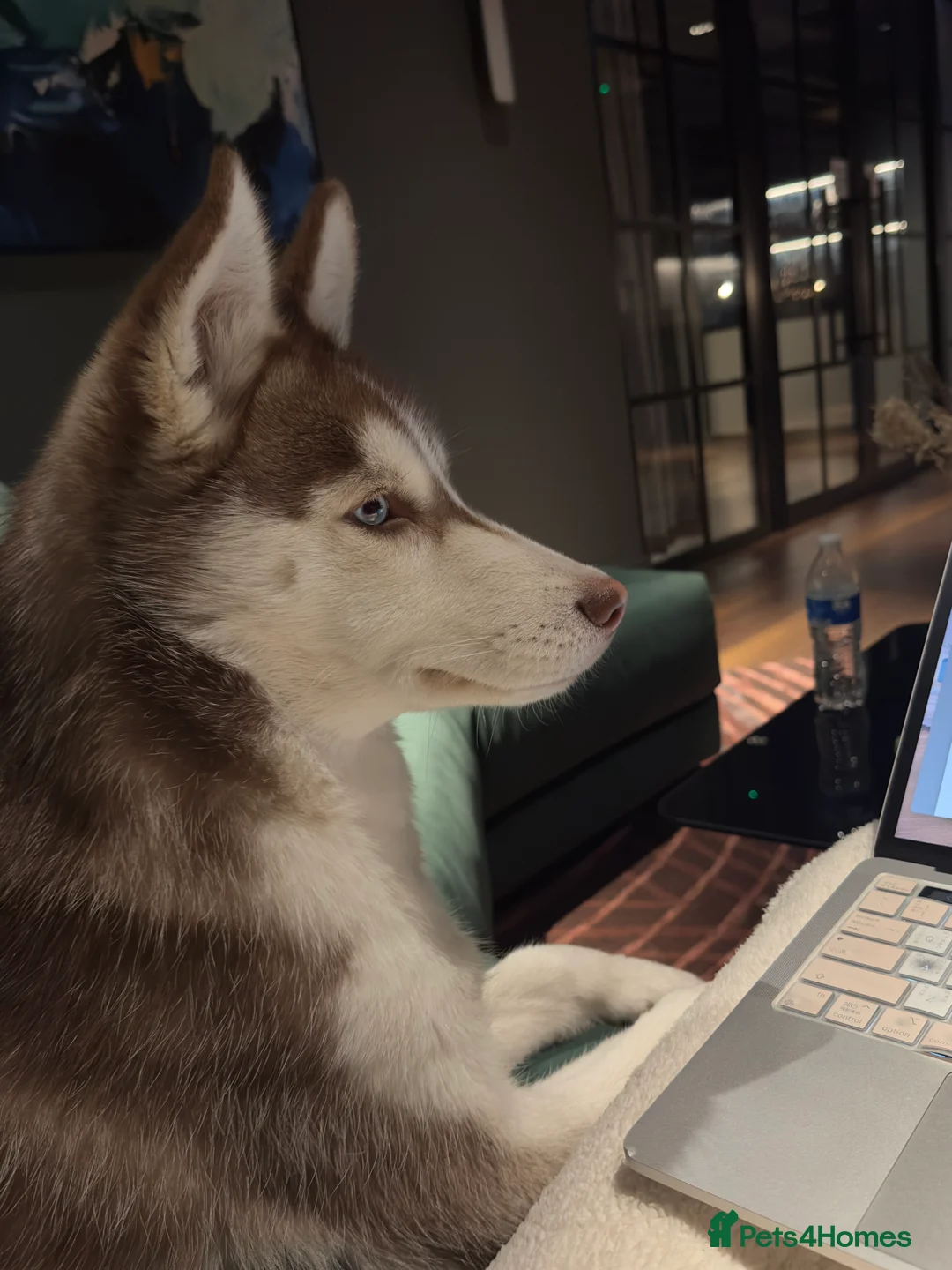 Siberian Husky dogs for sale: Perfect Well-Trained Husky Boy🐕Best Family Friend - Advert 2