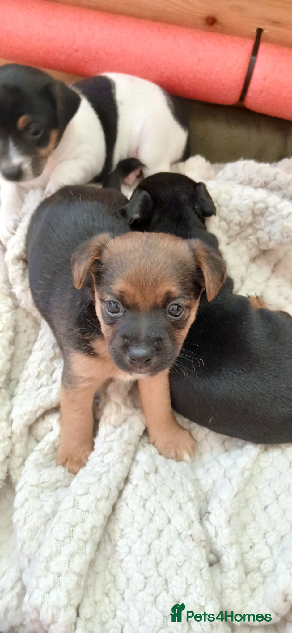 Jack Russell Puppy 2