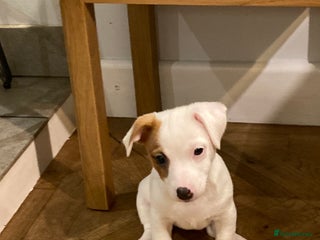 Jack Russell dogs - Advert 1