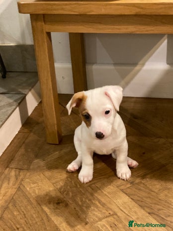 Jack Russell dogs - Advert 1