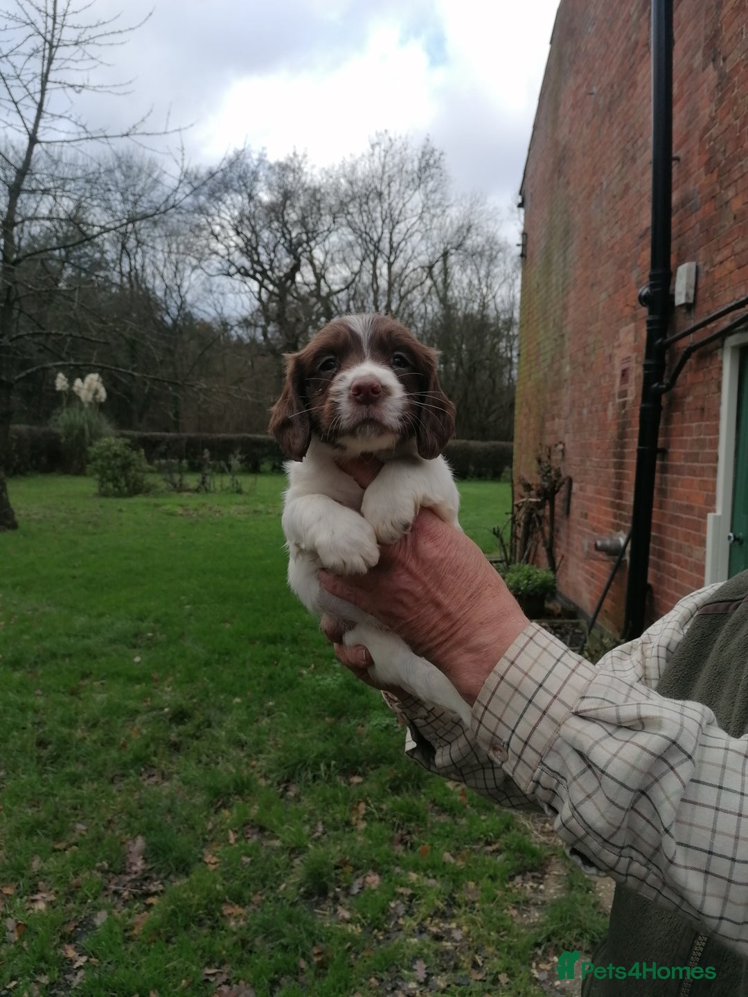 English Springer Spaniel dogs for sale: 7 weeks old D. O.B 23.10.25  - Advert 6