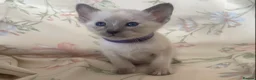 Siamese cats for sale: Full Siamese lilac/blue points kittens  - Advert 7