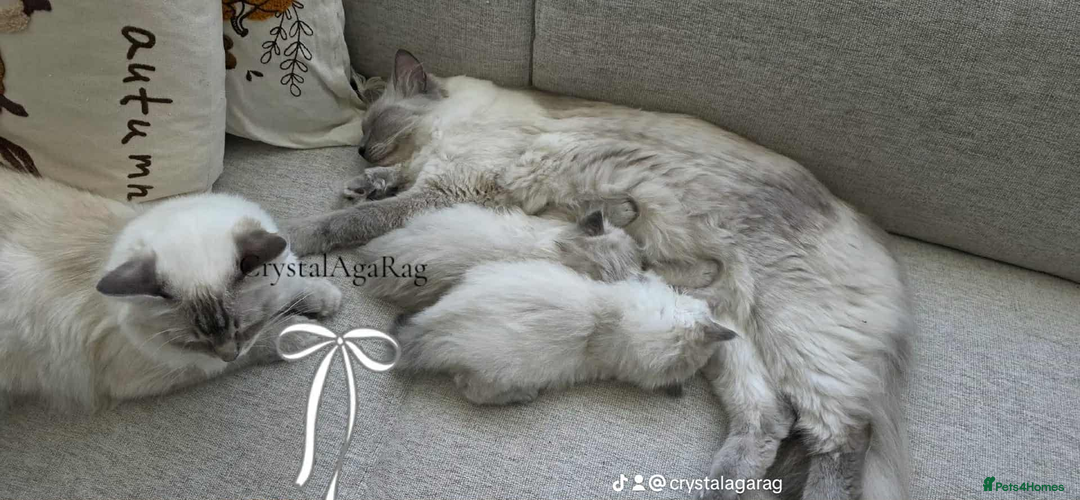 Ragdoll cats for sale: 🐾🌸GCCF Adorable purebred Ragdoll Kittens🌸🐾 - Image 11