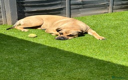 Mixed Breed dogs for sale: Puppy for sale  - Image 3