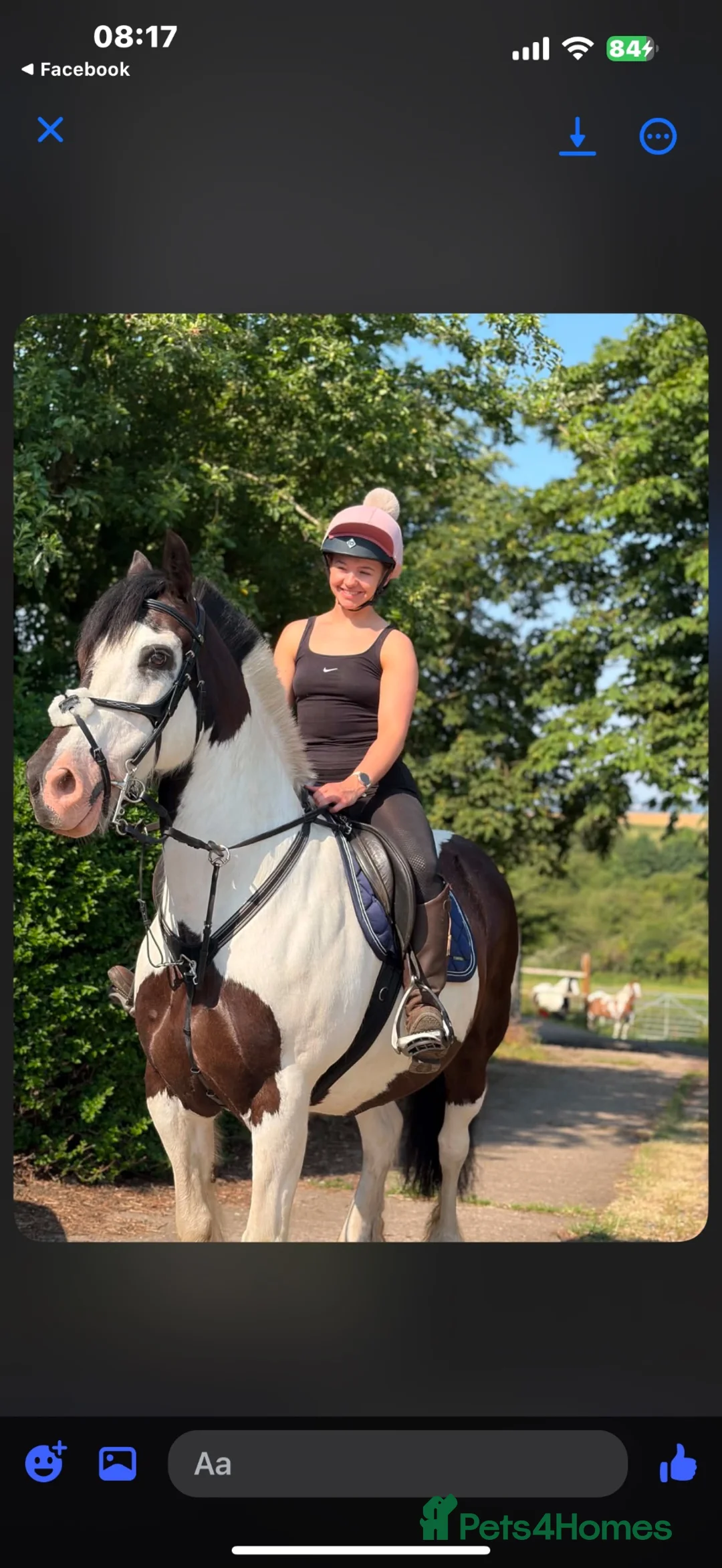 Welsh Section D horses for sale: Registered part bred Welsh D x Cob - Advert 2