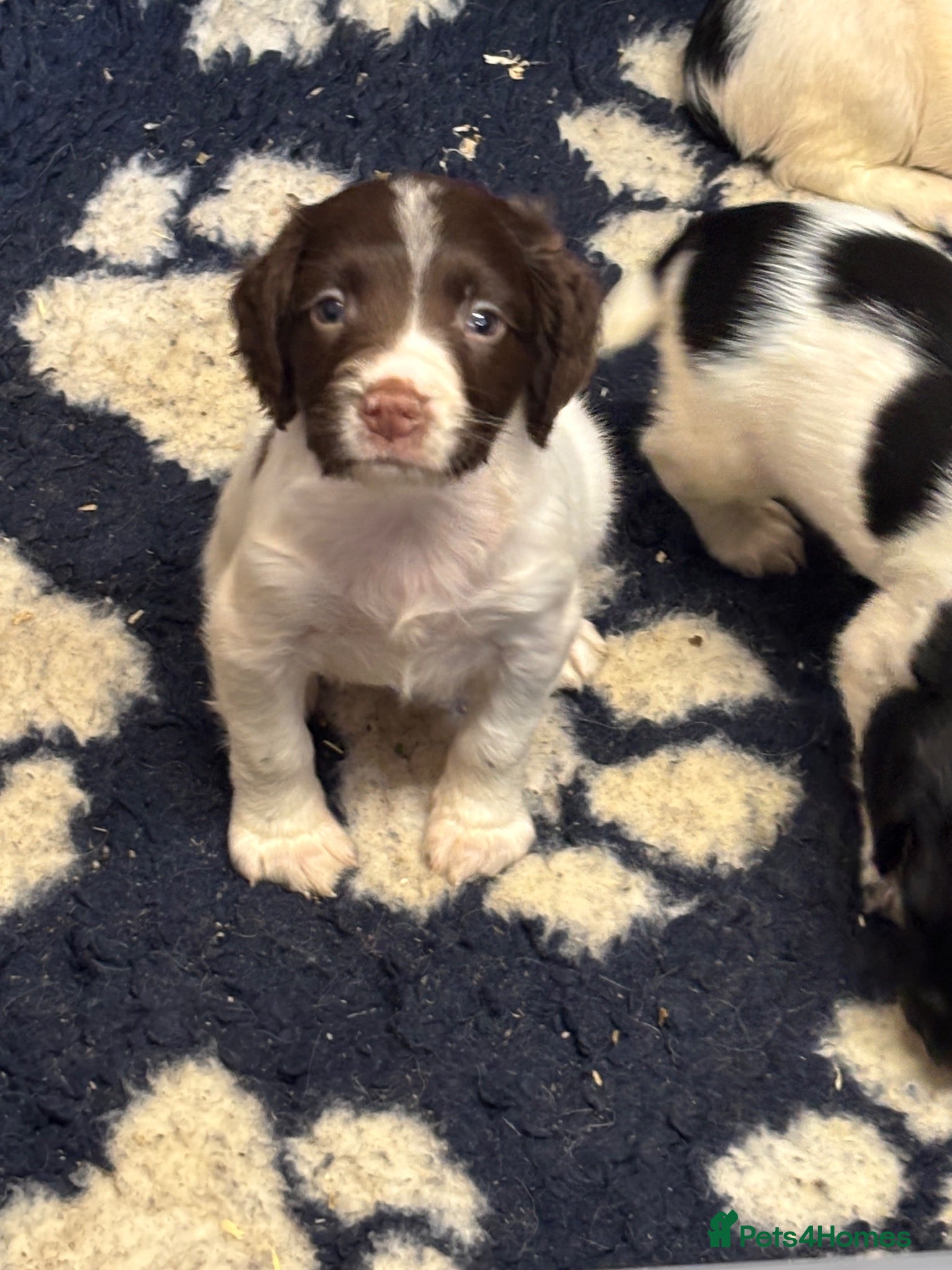 English Springer Spaniel dogs KC Springer Spaniel Puppies  - Advert 2
