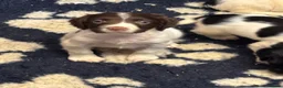 English Springer Spaniel dogs for sale: KC Springer dog pup ready to go  - Advert 7