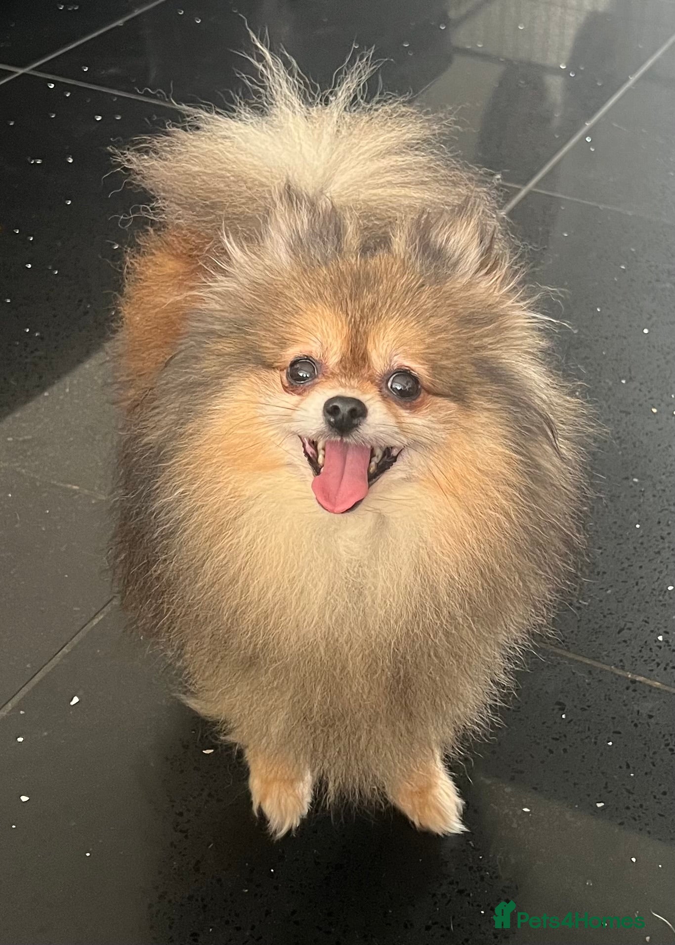 Pomeranian dogs for sale: Pomeranian Puppies Black & Tan Chocolate Sable - Advert 20