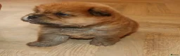 Chow Chow dogs for sale: 🧸 beautiful KC REGISTERED chow chow puppies 🧸 - Advert 10