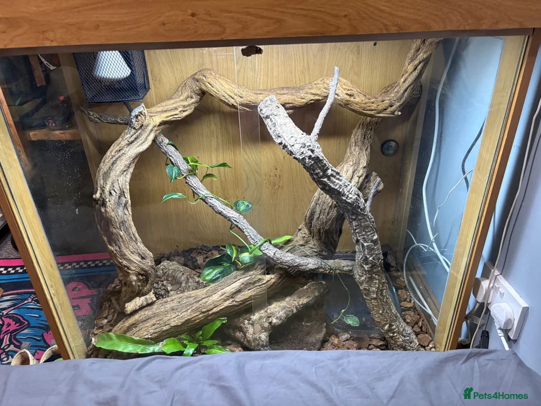 Python Snake reptiles for sale: Male royal python and full set up  - Advert 12
