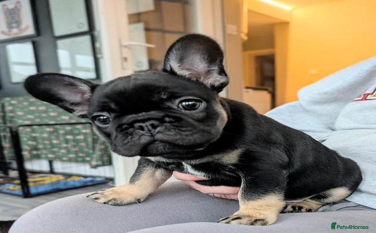 French Bulldog dogs - Advert 11