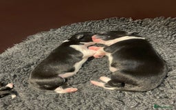 Border Collie dogs for sale: Border Collie puppies, ISDS - Image 4