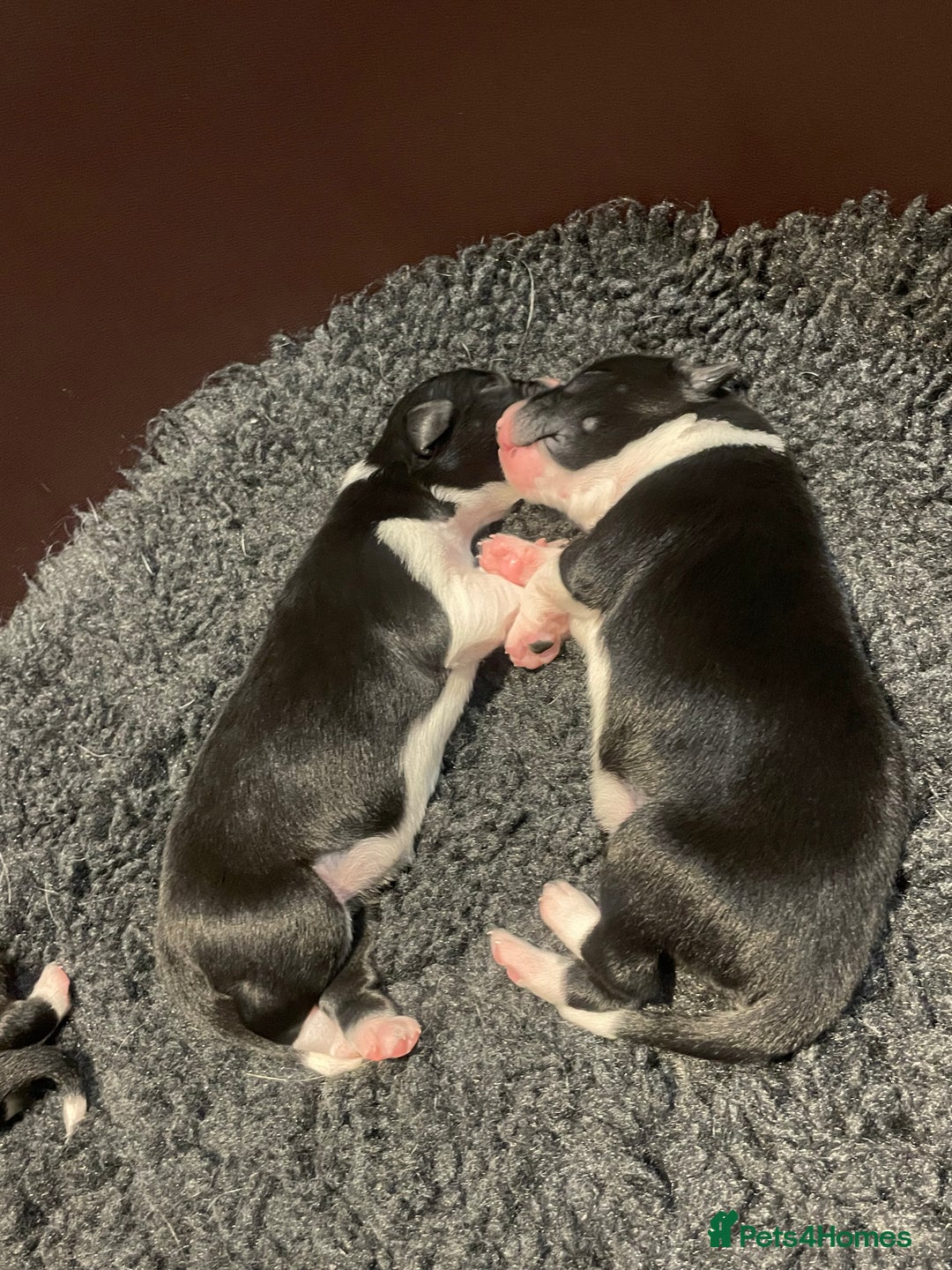 Border Collie dogs for sale: Border Collie puppies, ISDS - Image 4