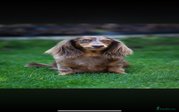 Miniature Dachshund dogs for sale: Beautiful long haired chocolate dachshunds  - Image 10