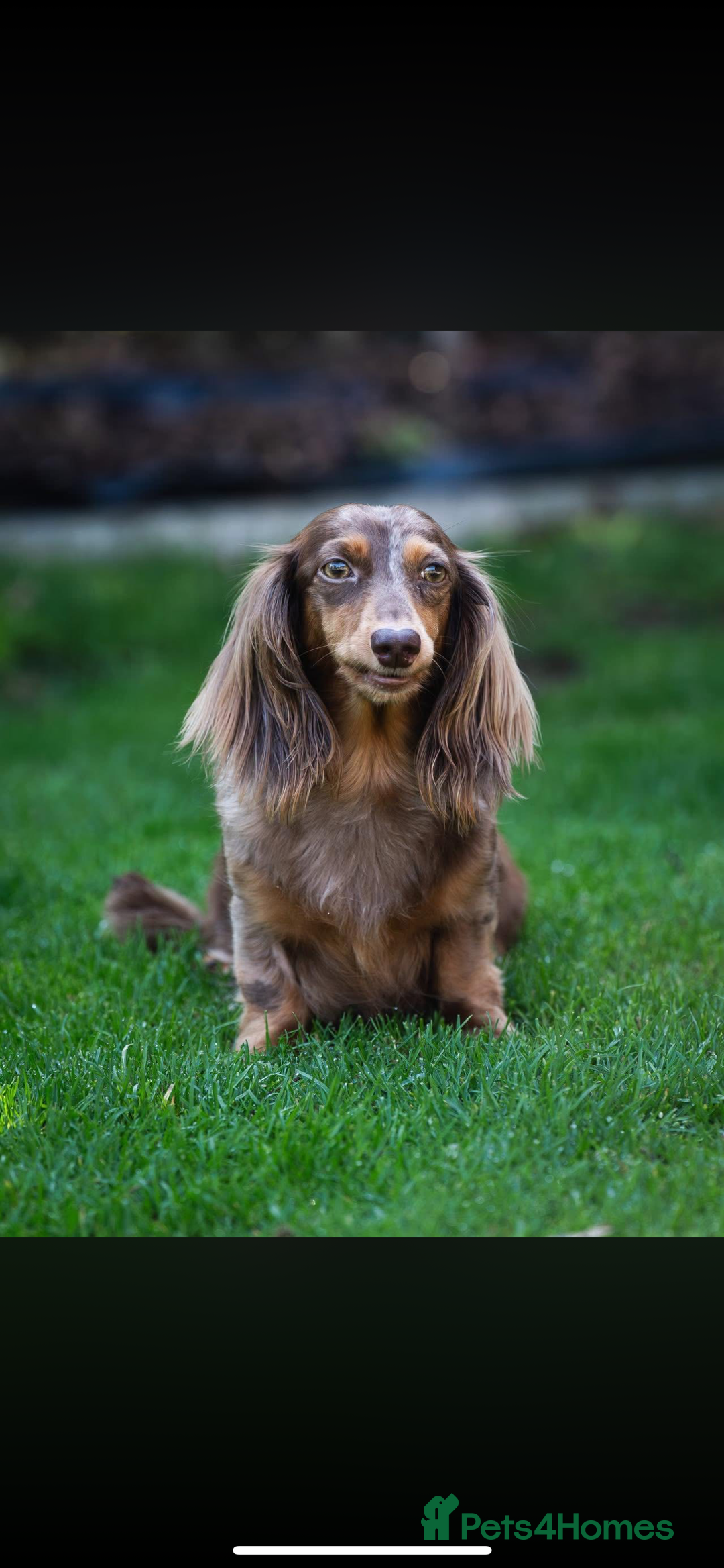 Miniature Dachshund dogs for sale: Beautiful long haired chocolate dachshunds  - Image 10