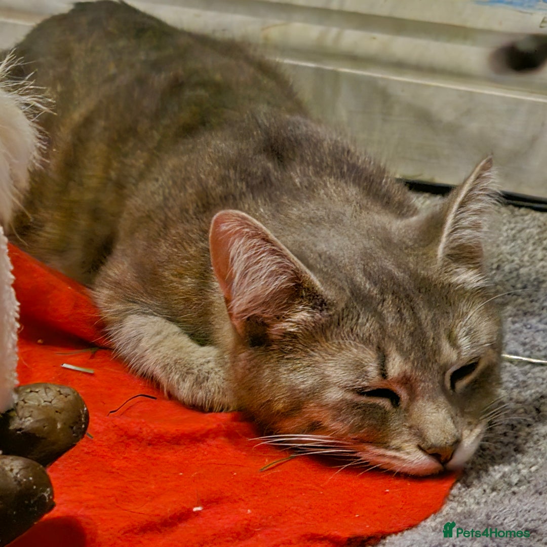 Mixed Breed cats for sale: 3 male kittens - Advert 3