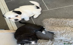 Glen of Imaal Terrier dogs for sale: Rare and beautiful  - Image 19