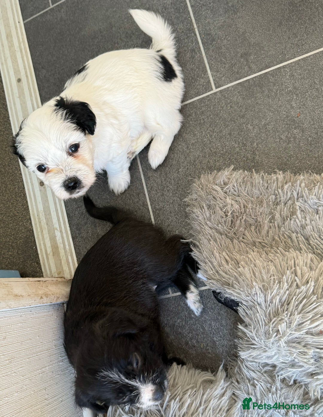Glen of Imaal Terrier dogs for sale: Rare and beautiful  - Image 19
