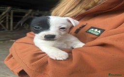 Jack Russell dogs for sale: Beautiful Jack Russell Puppies - Image 1