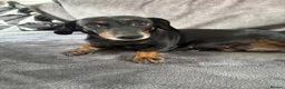 Miniature Dachshund dogs for sale: 3 miniature dachshunds 1 girl 2 boys  in Chatteris - Advert 3