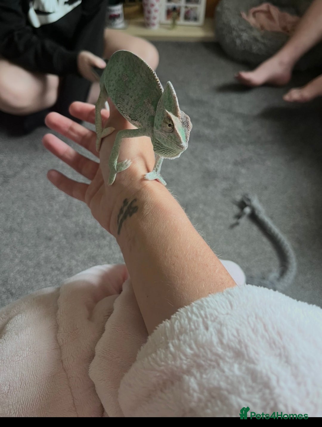 Chameleon reptiles for sale: female veiled chameleon with full set up - Advert 2