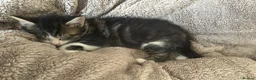 Mixed Breed cats for sale: mixed tabby kittens - Advert 27