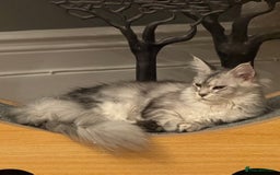 Maine Coon cats for sale: BEAUTIFUL PURE BREED MAINE COON KITTENS  - Image 12